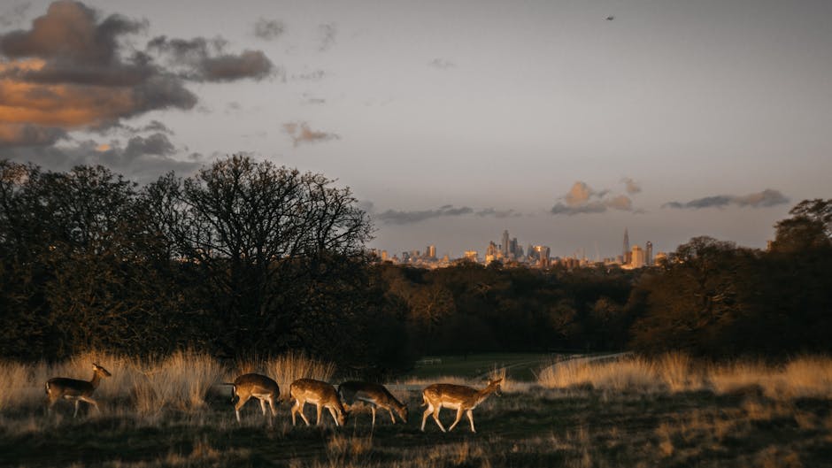 A group of five deer are seen grazing on the grassy area of a park at dusk, with tall, leafless trees in the background and a city skyline visible in the distance under a partly cloudy sky. The deer are spread out across the foreground, some with their heads lowered to the ground while others look around. The scene is illuminated by soft, natural lighting that highlights the texture of the grass and the details of the animals' coats. This image captures the tranquil atmosphere of a park environment during the evening, with a subtle connection to outdoor nature spaces often included in house removals and furniture transport contexts, as referenced on the Richmond Park removals guide for large family homes.