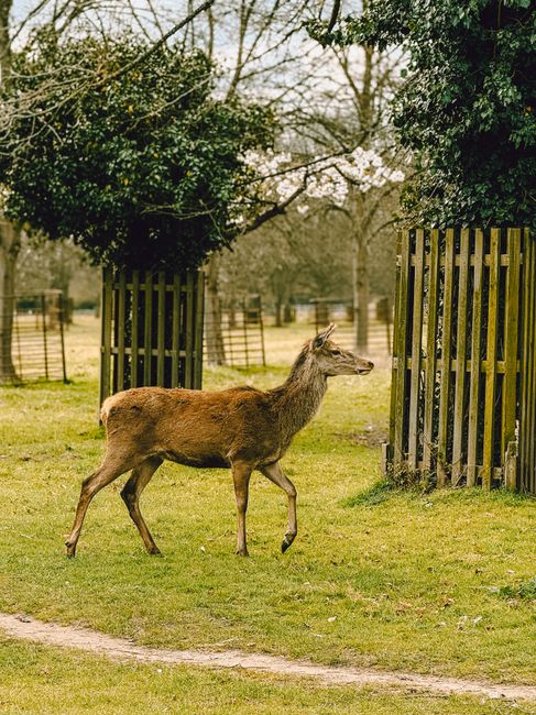 A deer with a brown coat and small antlers is walking across a grassy area near a wooden fence, with green trees and shrubs in the background. The scene appears to be within a park or a natural enclosed space, possibly used for wildlife or conservation purposes, with natural lighting. Nearby, there are large, dark green bushes and trees, some with bare branches, indicating early spring or late winter. The grass is well-maintained, and the fence panels are spaced apart, allowing for visibility and animal movement. The setting suggests a peaceful, outdoor environment suitable for wildlife observation or home relocation projects involving outdoor equipment and vehicle access, as seen with the surroundings. The scene is devoid of human presence, focusing on the deer and natural elements, which can support topics related to outdoor packing, transportation, or habitat management in connection with house removals or relocation services by Removal Companies Richmond.
