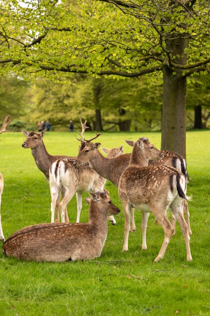 A group of five deer are seen grazing on the grassy area of a park at dusk, with tall, leafless trees in the background and a city skyline visible in the distance under a partly cloudy sky. The deer are spread out across the foreground, some with their heads lowered to the ground while others look around. The scene is illuminated by soft, natural lighting that highlights the texture of the grass and the details of the animals' coats. This image captures the tranquil atmosphere of a park environment during the evening, with a subtle connection to outdoor nature spaces often included in house removals and furniture transport contexts, as referenced on the Richmond Park removals guide for large family homes.